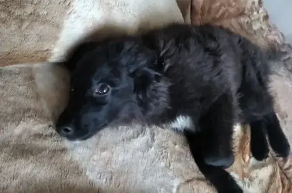 Найден щенок на пр. Фадеева, 16А в Чите