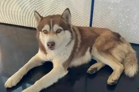Найдена собака, Ростов-на-Дону, фото: Найден хаски в ТРК 