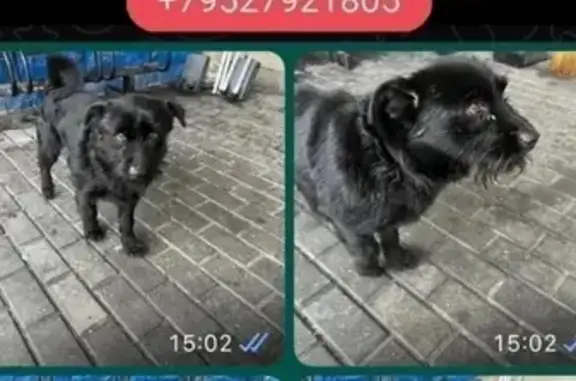 Пропала собака Чарли на ул. Калининградская, Багратионовск