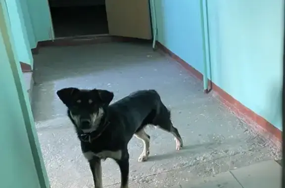 Найдена собака возле дома на улице Антонова, г. Пенза