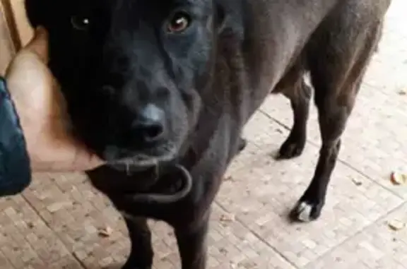 Пропала собака Миша на улице Марьина, Родники
