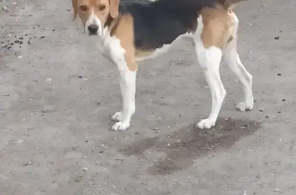 Пропала собака на Заречной, 2 в Березниках