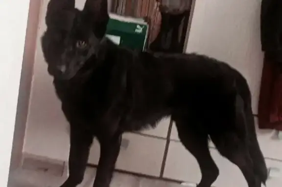 Собаки потеряшки, Борзовая Заимка, фото: Потеряшка восточноевропейская овчарка на Радужной улице