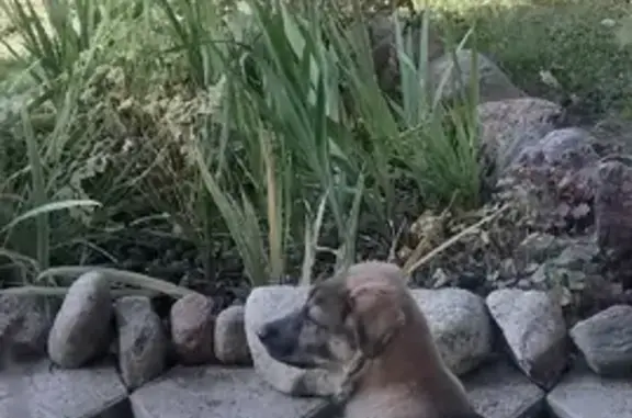 Собаки потеряшки, Санкт-Петербург, фото: Потеряшка собака Диг на станции Горы