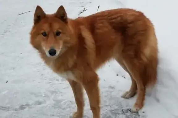 Собака найдена в деревне Шипели, Владимирская область