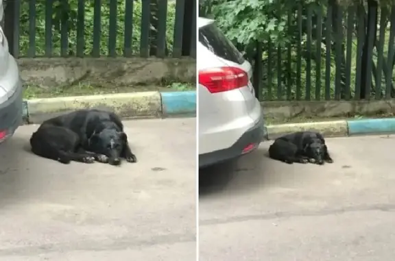 Пропала собака Мальчик на Абрамцевской улице, Москва