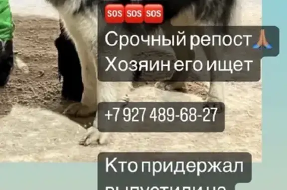 Пропала собака Хан в Казани