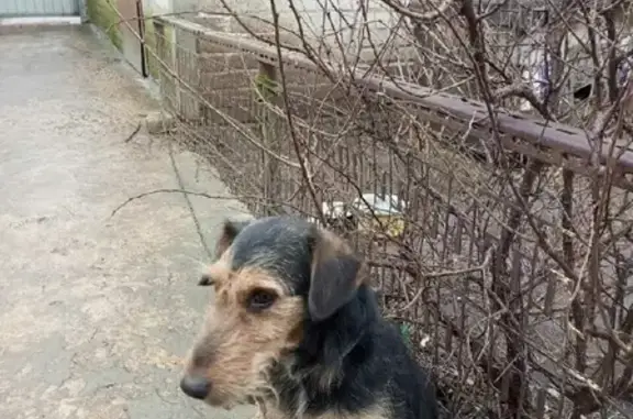 Собаки потеряшки, Липецк, фото: Потеряшка собака Рекс, порода эльтерьер, адрес: ул. Дружбы 32А, Липецк.