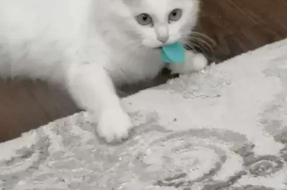 Пропала белая кошка Еся, ул. Оборина, 1, Лысьва.