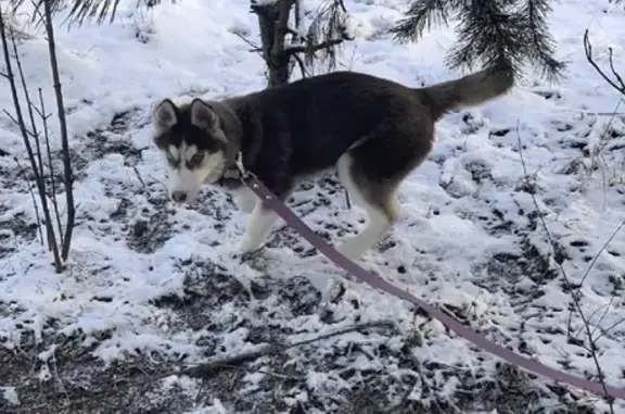 Пропала собака Луна в Воронеже