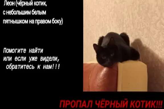 Кошки потеряшки, Санкт-Петербург, фото: Потеряшка кошка на Обуховской Обороне, 87