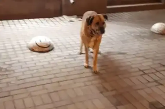 Найден спокойный рыжий с белым пес на Петроградской набережной