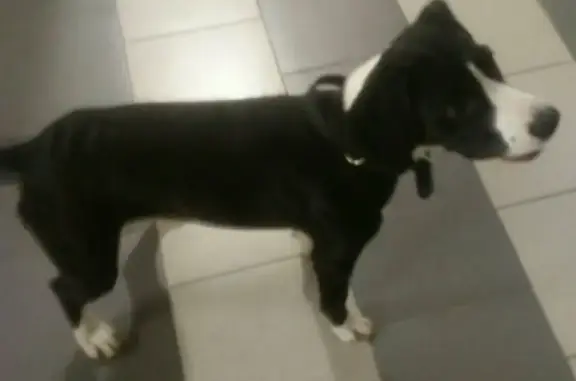 Найдена черно-белая собака на Щёлковском шоссе, Москва.