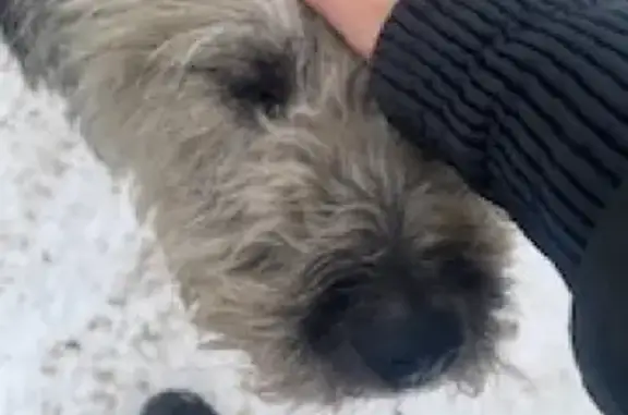 Найдена добрая собака в Казани