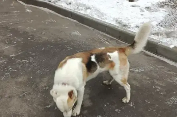Собака с ошейником на Заводском проезде, Москва