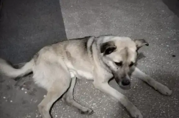 Собака найдена на улице Зелёный Лог, Магнитогорск.