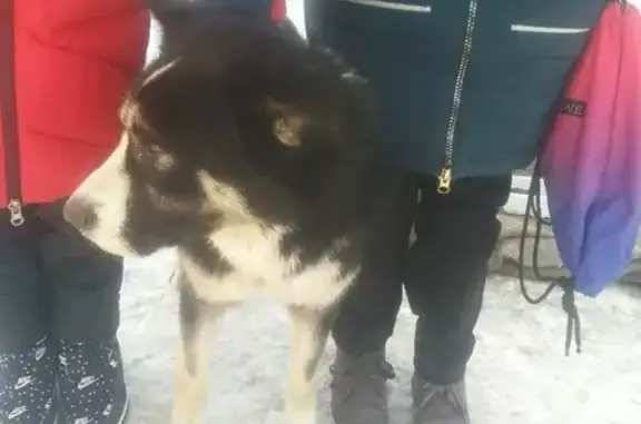 Собака найдена на улице Богдана Хмельницкого, Орск