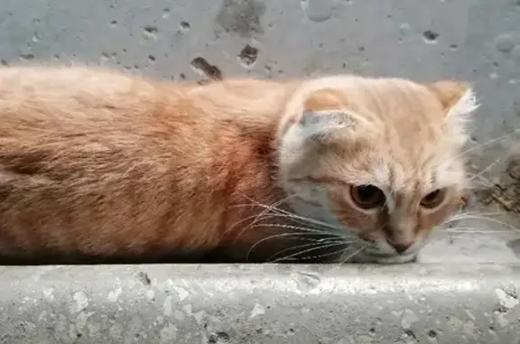 Кошка найдена в доме на 1-м Тульском проезде, 12