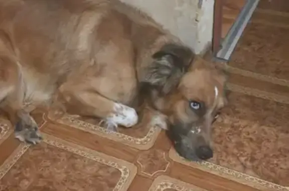 Собака найдена на Талнахской, 78 в Норильске