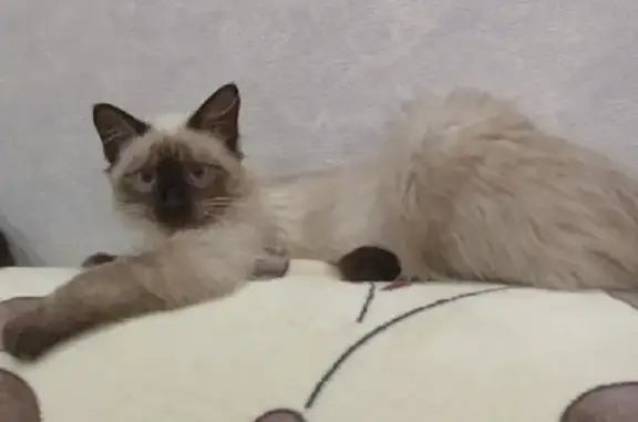 Потерянные животные Воронеж, фото: Пропала кошка на Варшавской, 6 мес, Невская маскарадная