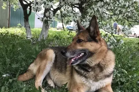 Собаки потеряшки, Набережные Челны, фото: Потеряшка собака Дейзи на пр. Сююмбике, Набережные Челны