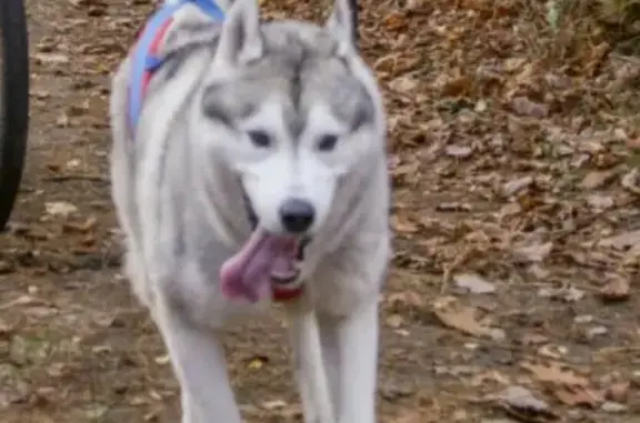 Объявления о пропавших и найденных животных, Светлый, фото: Пропала собака Фрост в Светловском лесу