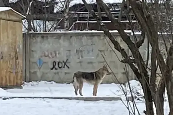 Найдена собака в районе Крестов, ул. Военный Городок-3
