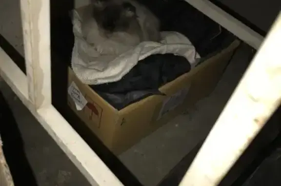 Найдена кошка на Репина 22 в Краснодаре