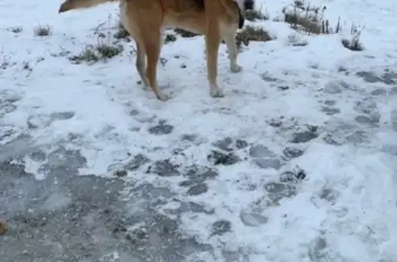 Найдена рыжая собака с ошейником в Центральном поселении