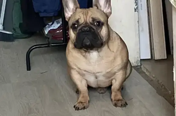 Собаки потеряшки, Волгоград, фото: Потеряшка собака Перчик в Забазном, Волгоград.