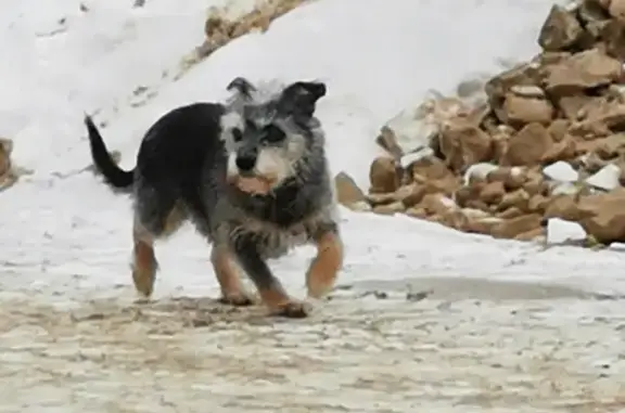 Собака найдена на Лизы Чайкиной, 43А, Тольятти.