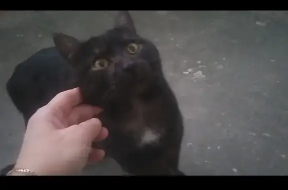 Кошка найдена на Октябрьском проспекте, 46, Кемерово