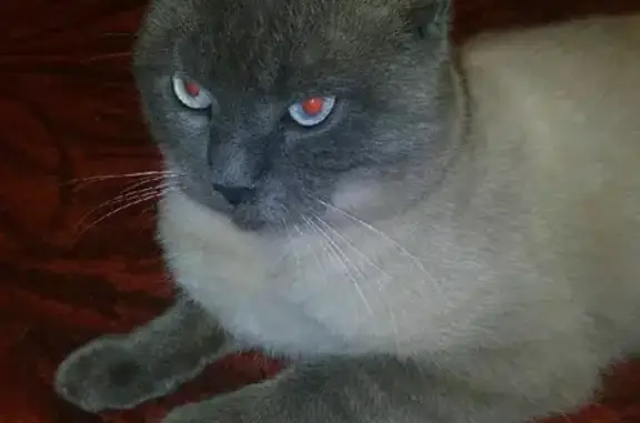 Пропал британский кот Кекс, Донецк, ул. Дмитрия Донского, 36