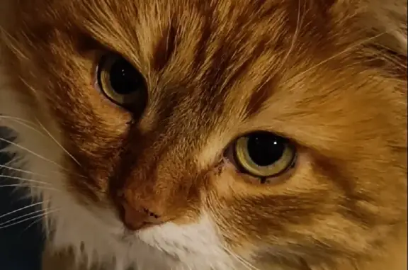 Кошки потеряшки, Тула, фото: Потеряшка кошка Персик, Левобережный, без ошейника