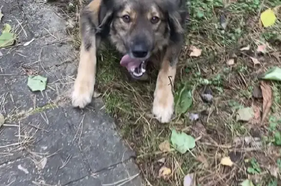 Пропала собака Даня на Республиканской, Малаховка