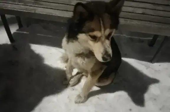 Собака найдена на Бурнаковской, 95 в Нижнем Новгороде