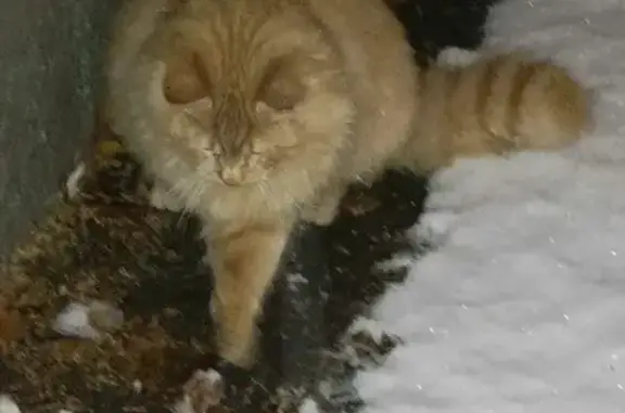 Найден молодой кот на Херсонской, 38