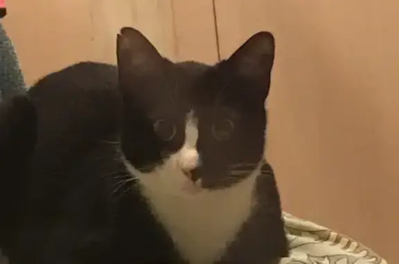 Пропала кошка на Ломоносова 84, зовут Бачира