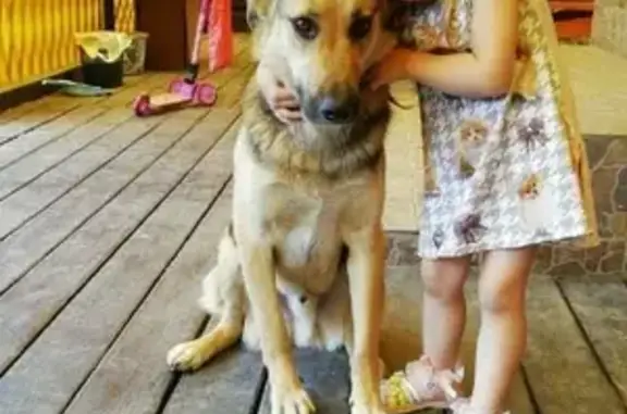 Пропала собака на улице Декабристов, Ногинск