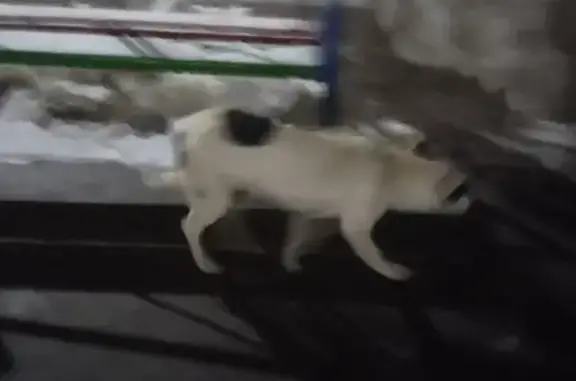 Найден щенок на ул. Академика Королёва, Чебоксары