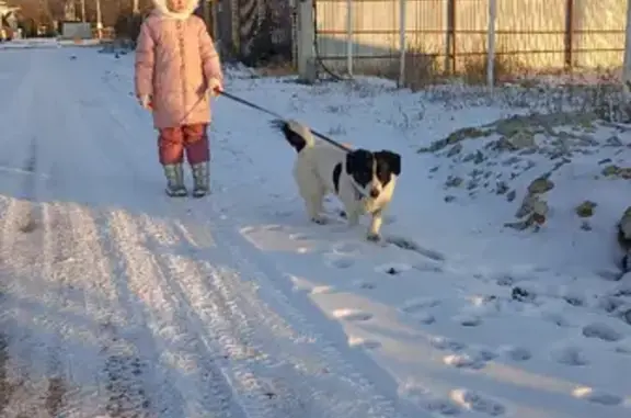 Найдена бело-черная собачка в Куйбышевском поселении