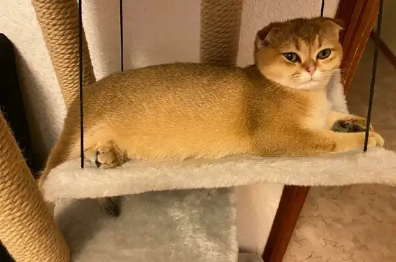 Кошки потеряшки, Санкт-Петербург, фото: Потеряшка вислоухая кошка на Дубковском шоссе, 36