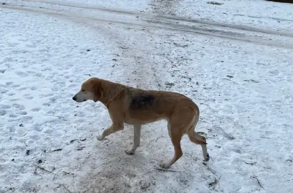 Собака ищет хозяина на Шаче, Тамбовская область
