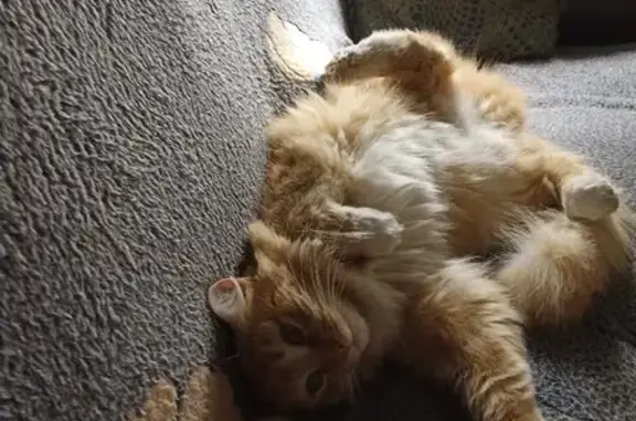 Потерянные животные Углич, фото: Пропала кошка на 9 Января, 26 в Угличе