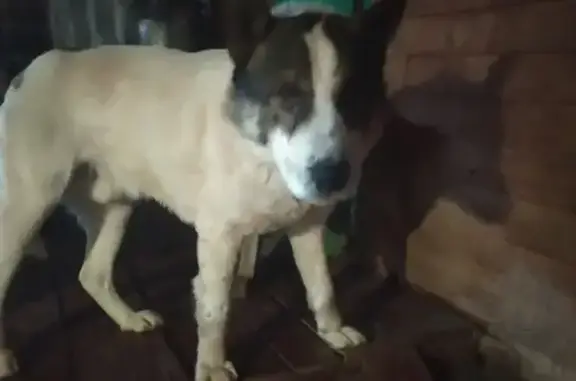 Собака найдена на улице Чапаева