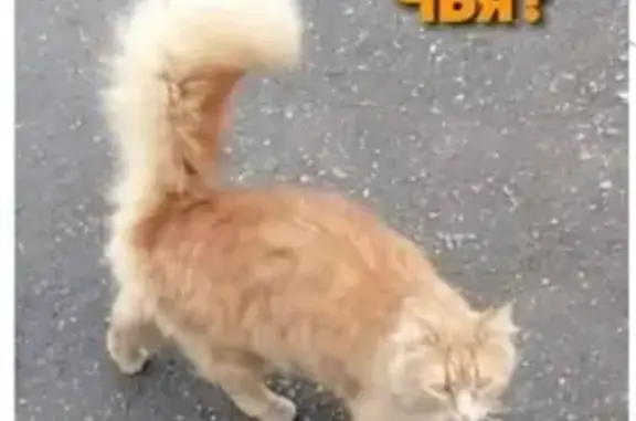 Найдена кошка на Чкалова, 73 Майкоп