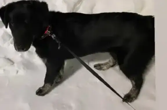 Пропала собака Мэй на Сызранской улице, Казань