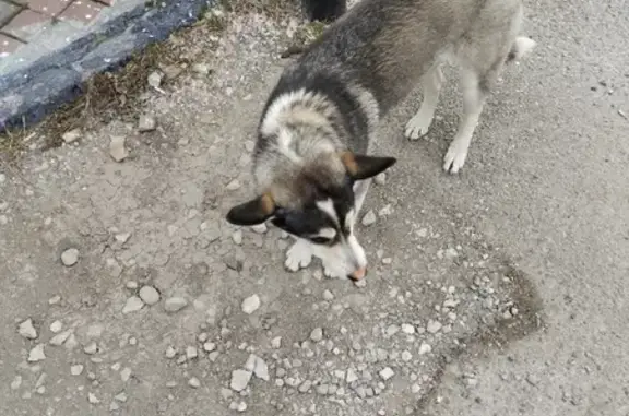 Собака найдена на улице Адмирала Серебрякова, 69.