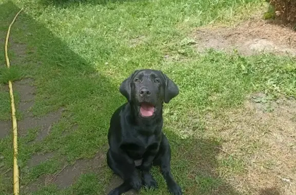 Собаки потеряшки, , фото: Потеряшка собака Лабрадор Мотя/Туся на Комсомольской