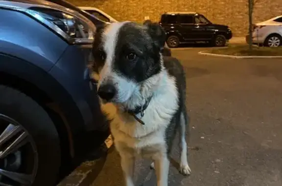 Пропала собака на Таманской ул. в Краснодаре